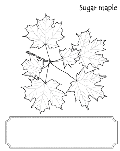 Leaf Collection - 13 types coloring pages