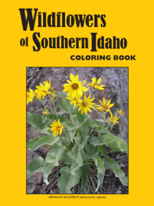 Wildflowers of Souther Idaho Coloring Book