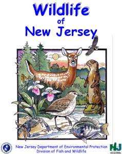 Wildlife of New Jersey Coloring Book