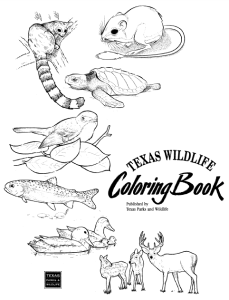 Texas Wildlife Coloring Book