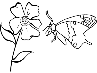 butterfly and flower coloring page