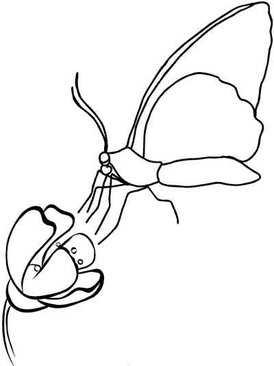 butterfly and flower coloring page