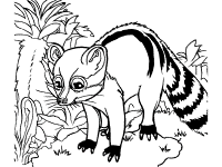 African civet coloring page