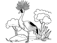 grey crowned crane coloring page