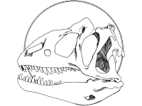 Allosaurus skull fossil dinosaur coloring page