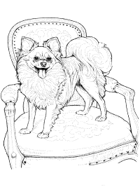 Dog Breeds Coloring Pages 3