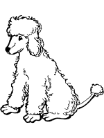 poodle coloring page 1