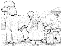 poodle standard, miniature, toy coloring page 2