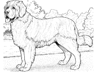 st. bernard coloring page