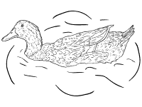 duck coloring page