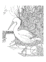 snowy egret coloring page