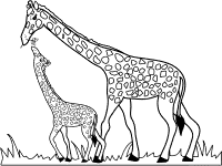 giraffe and calf coloring page