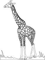 giraffe coloring page