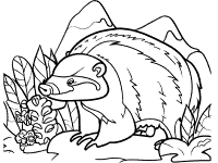 honey badger coloring page