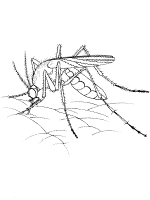 mosquito coloring page