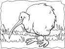 kiwi (bird) coloring pages