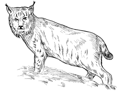 eurasian lynx coloring page