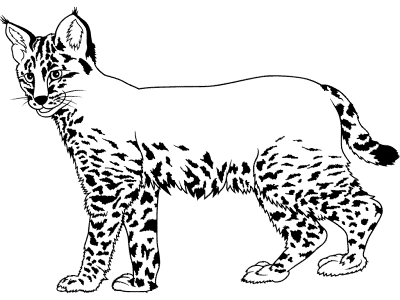 lynx coloring page