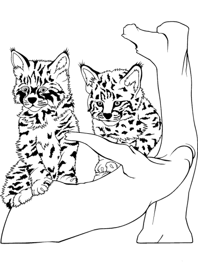 lynx kits coloring page