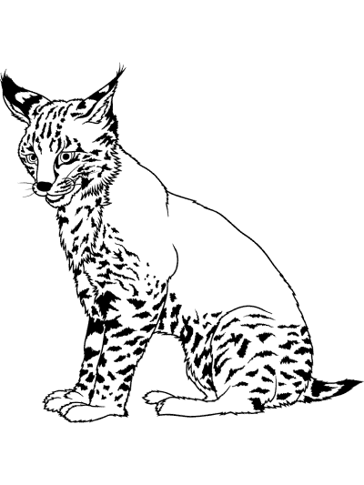 lynx coloring pages