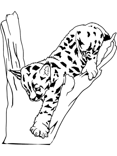 lynx kit coloring page