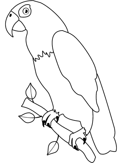 parrot coloring page