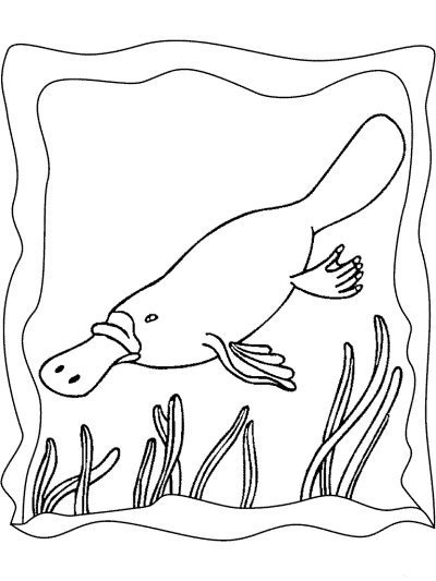 platypus coloring page