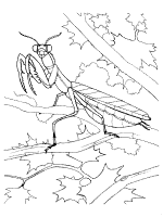 praying mantis coloring page