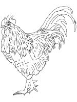 rooster coloring page