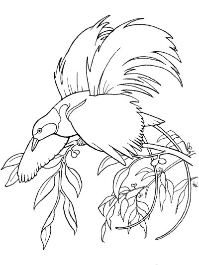 Tropical Birds Coloring Pages 1