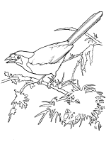 green jay coloring page