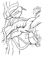 regal sunbird coloring page