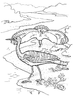 sunbittern coloring page