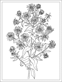 birth flower july larkspur coloring page