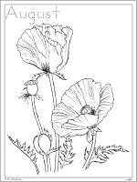 birth flower august poppy coloring page