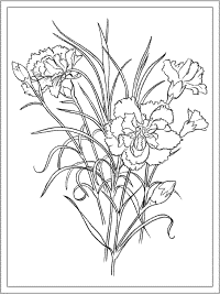 birth flower january carnation coloring page