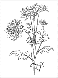 chrysanthemum coloring page - november birth flower