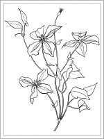 clematis coloring page