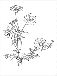 cosmos coloring page - october birth flower