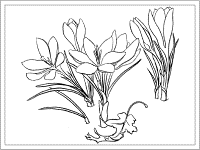 crocus coloring page