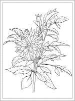 dahlia coloring page