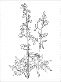 birth flower july larkspur coloring page