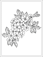 birth flower may hawthorn coloring page