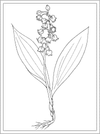 birth flower may lily of the valley coloring page