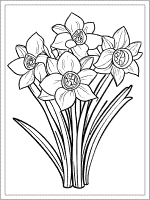 narcissus peperwhite december flower coloring page