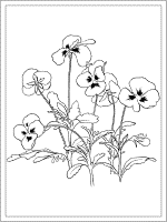 pansy coloring page