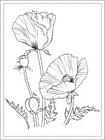 birth flower august poppy coloring page