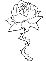 rose coloring page