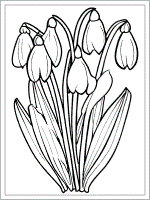 birth flower january snowdrop coloring page