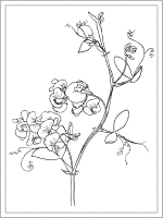 birth flower april sweet pea coloring page